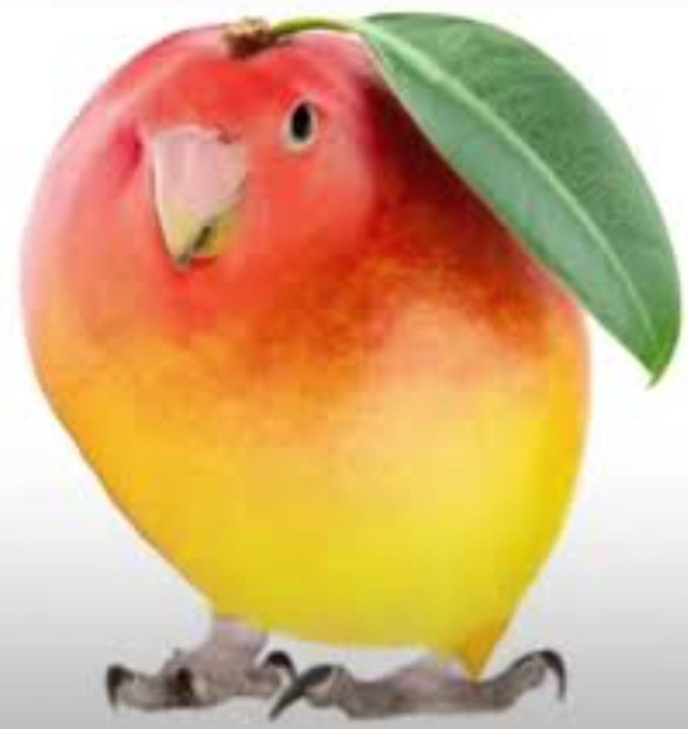 A spinning mangobird